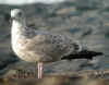 2cy argentatus in October, ringed in Norway. (118370 bytes)