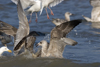 3cy argentatus in January. (80207 bytes)