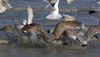 3cy argentatus in January. (80207 bytes)