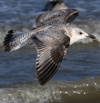 3cy argentatus in January. (80207 bytes)