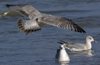 3cy argentatus in January. (80207 bytes)