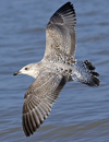 3cy argentatus in January. (80207 bytes)