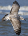 3cy argentatus in January. (80207 bytes)