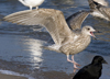3cy argentatus in January. (80207 bytes)
