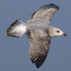 3cy argentatus in January. (80207 bytes)