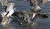 3cy argentatus in January. (80207 bytes)