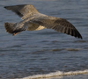 3cy argentatus in January. (80207 bytes)