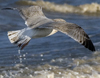 3cy argentatus in January. (80207 bytes)