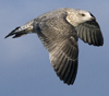 3cy argentatus in January. (80207 bytes)