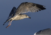 3cy argentatus in January. (80207 bytes)