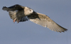 3cy argentatus in January. (80207 bytes)