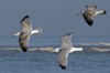 3cy argentatus in January. (80207 bytes)