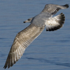 3cy argentatus in January. (80207 bytes)