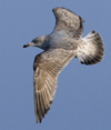 3cy argentatus in January. (80207 bytes)