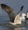 3cy argentatus in January. (80207 bytes)