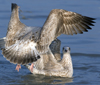 3cy argentatus in January. (80207 bytes)