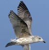 3cy argentatus in January. (80207 bytes)