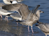 3cy argentatus in January. (80207 bytes)