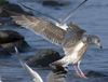 3cy argentatus in January. (80207 bytes)