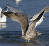 3cy argentatus in January. (80207 bytes)