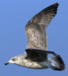 3cy argentatus in January. (80207 bytes)
