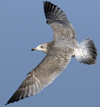 3cy argentatus in January. (80207 bytes)