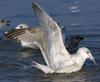 3cy argentatus in January. (80207 bytes)
