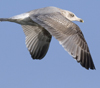 3cy argentatus in January. (80207 bytes)