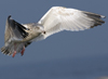 3cy argentatus in January. (80207 bytes)