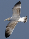 3cy argentatus in January. (80207 bytes)