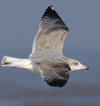 3cy argentatus in January. (80207 bytes)
