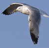 3cy argentatus in January. (80207 bytes)