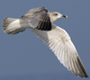 3cy argentatus in January. (80207 bytes)