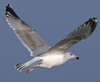 3cy argentatus in January. (80207 bytes)