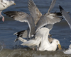 3cy argentatus in January. (80207 bytes)