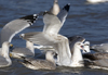 3cy argentatus in January. (80207 bytes)