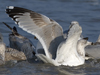 3cy argentatus in January. (80207 bytes)