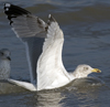 3cy argentatus in January. (80207 bytes)