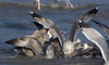 3cy argentatus in January. (80207 bytes)