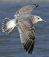 3cy argentatus in January. (80207 bytes)