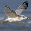 3cy argentatus in January. (80207 bytes)
