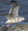 3cy argentatus in January. (80207 bytes)