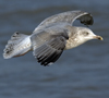 3cy argentatus in January. (80207 bytes)