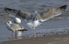 3cy argentatus in January. (80207 bytes)