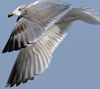 3cy argentatus in January. (80207 bytes)