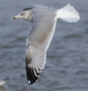 3cy argentatus in January. (80207 bytes)