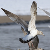 3cy argentatus in January. (80207 bytes)