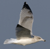 3cy argentatus in January. (80207 bytes)