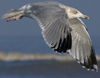 3cy argentatus in January. (80207 bytes)