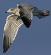 3cy argentatus in January. (80207 bytes)